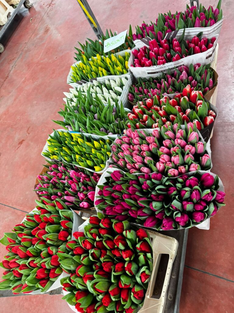 Fiori e piante ingrosso Palemro