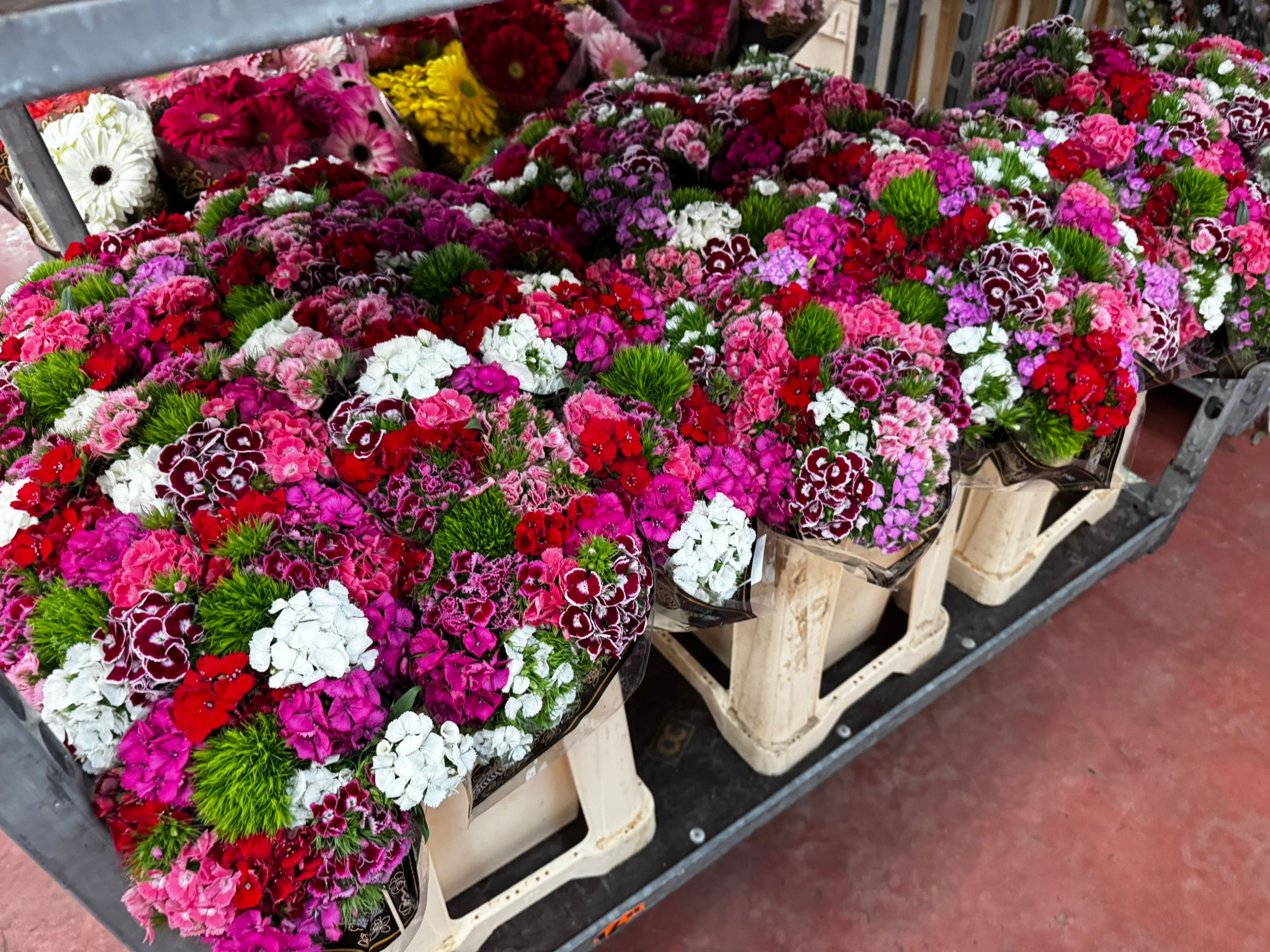 Floreal-Bisconti (22)