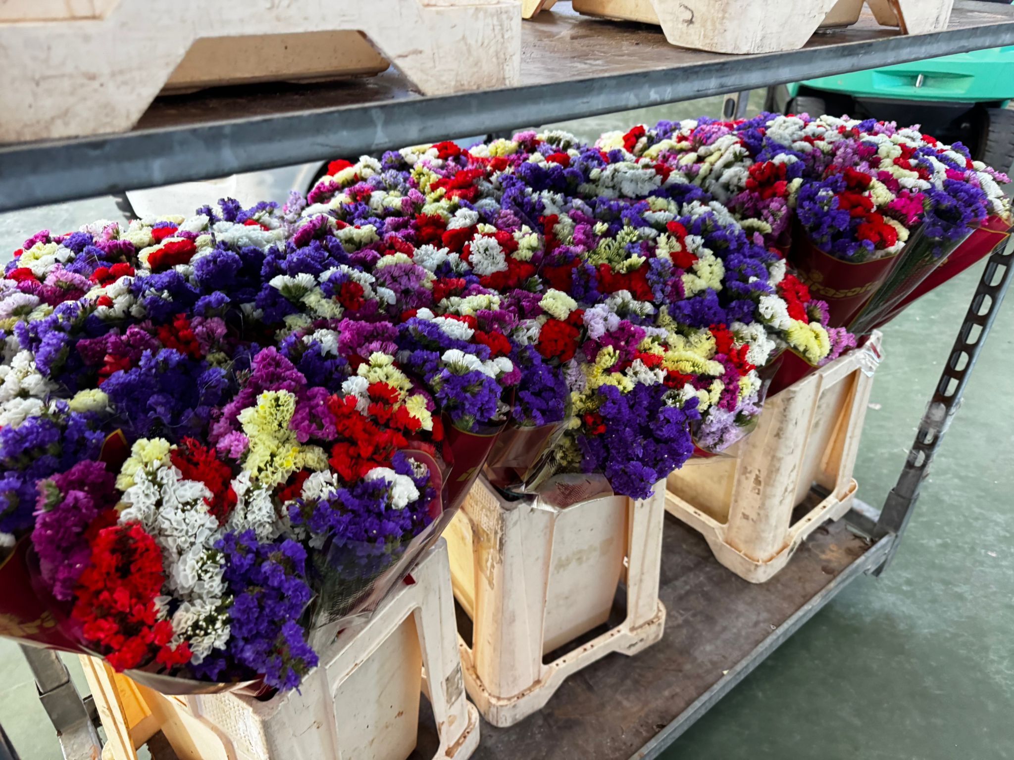 Floreal-Bisconti (23)