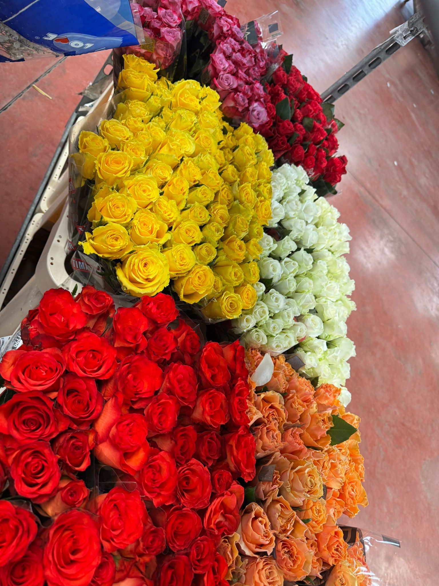 Fiori esplosione di colori