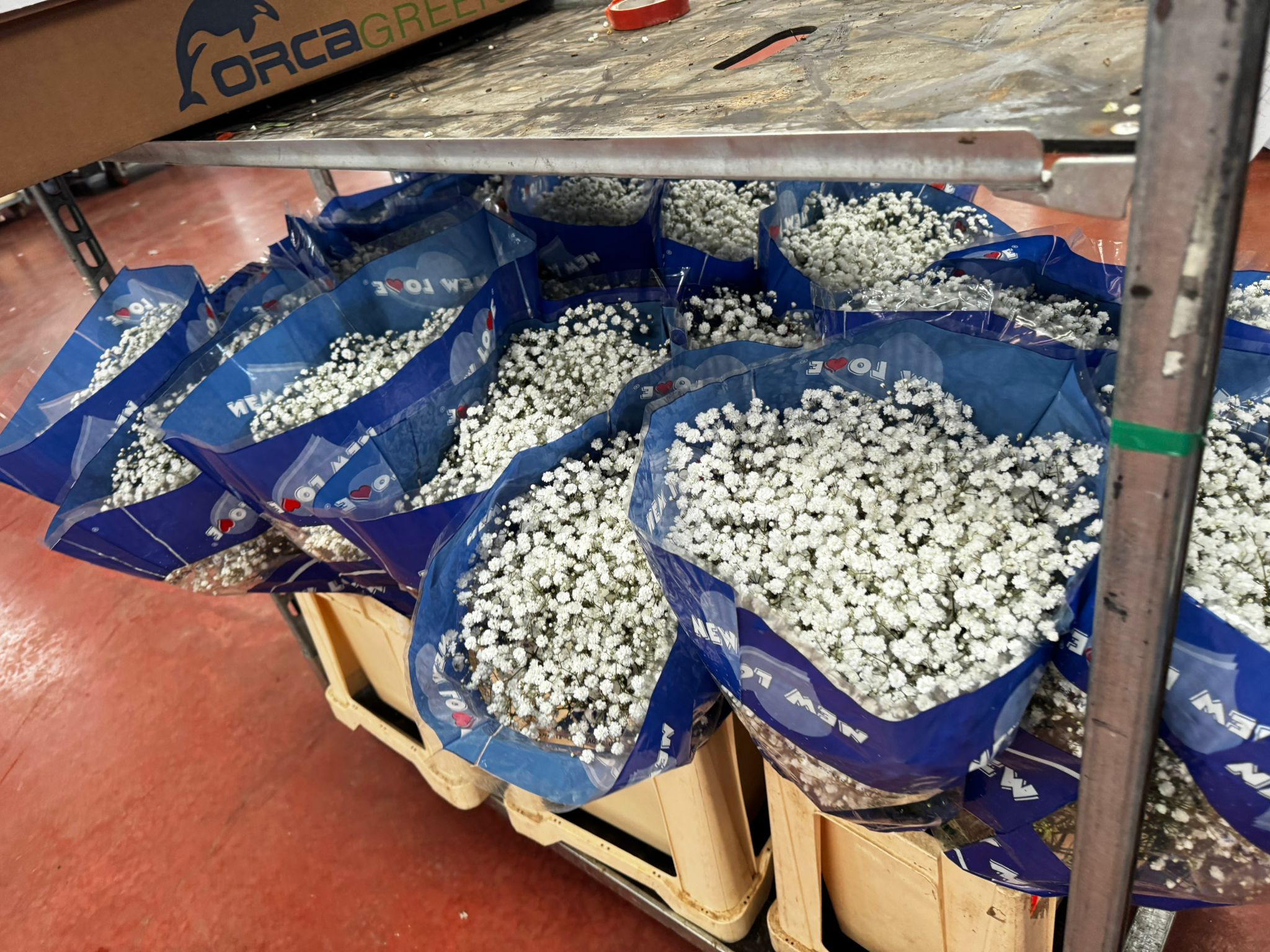 Floreal-Bisconti (28)