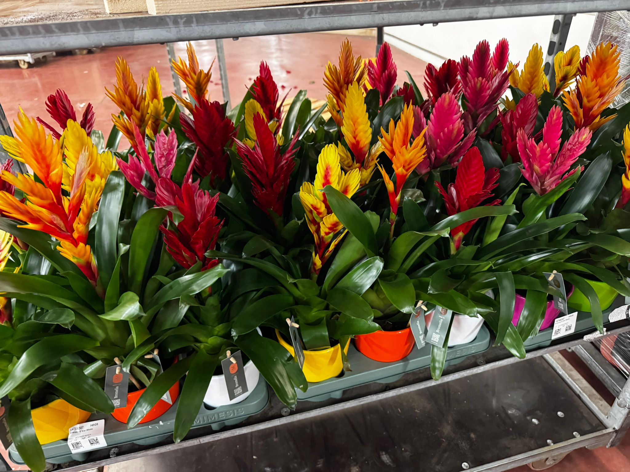 Floreal-Bisconti (30)