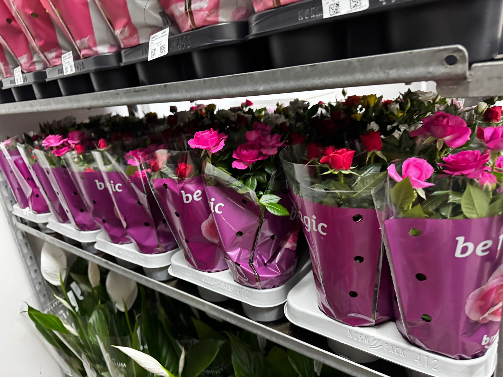 Floreal-Bisconti (36)