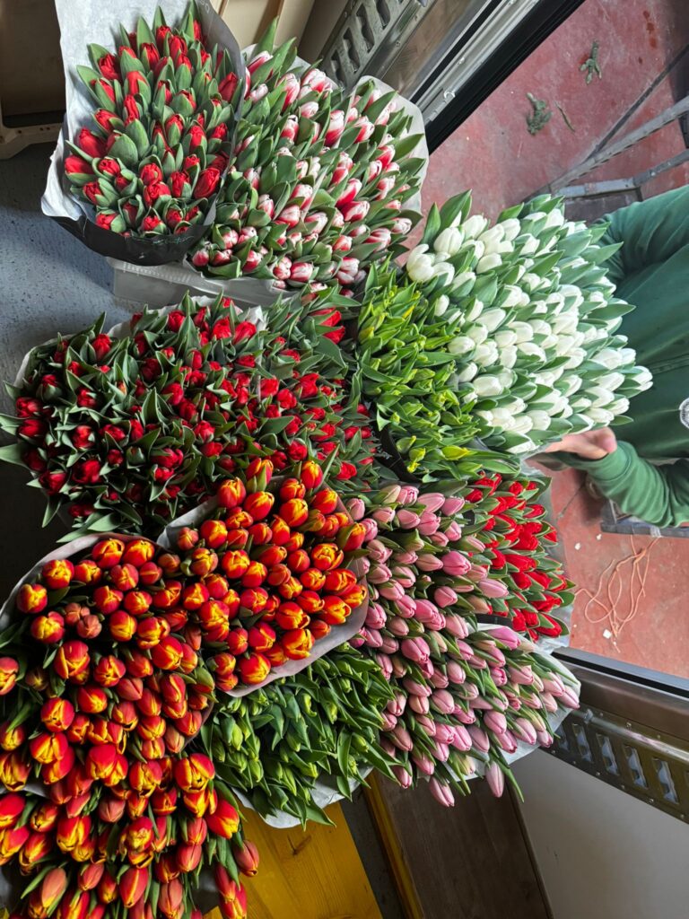 Solidago Stabilizzato