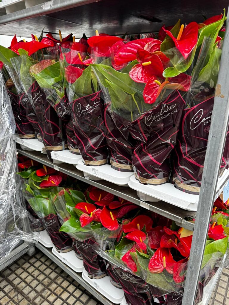 Pianta di Anthurium rosso