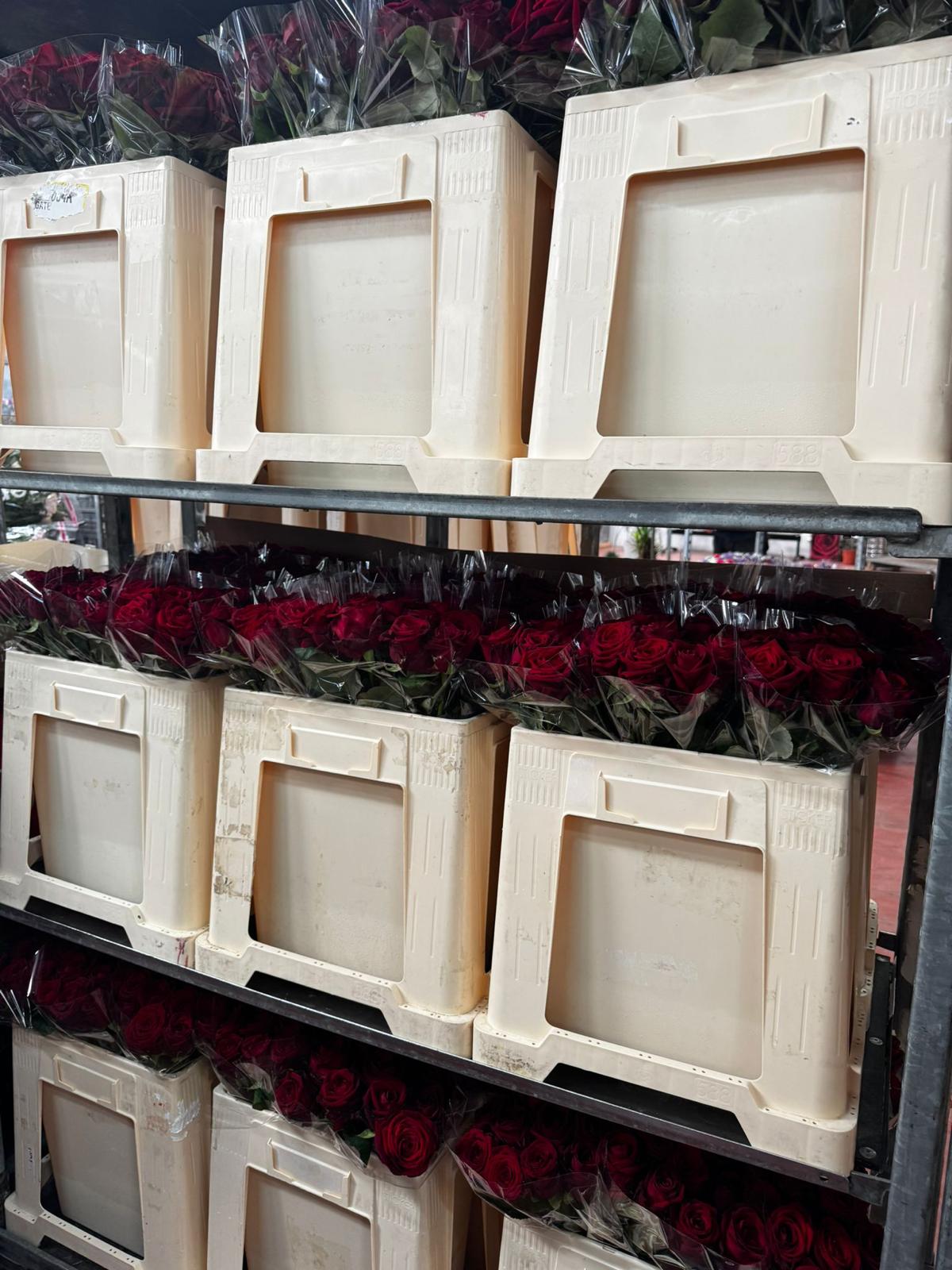 Piante e fiori grandi eventi